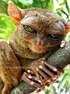 a close up of a small animal on a tree branch