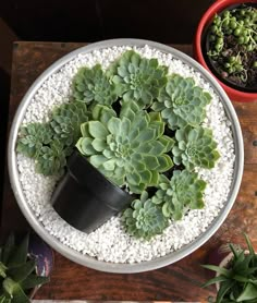 a potted plant sitting on top of a wooden table next to two small plants