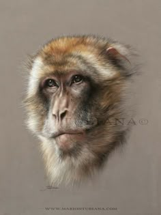 a painting of a monkey's face with long, thin hair and brown eyes