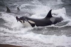 two orca whales swimming in the ocean with waves coming up on them and one is jumping out of the water