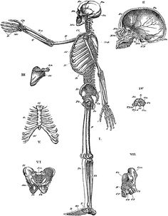 the human skeleton is shown in black and white, with different parts labeled on it