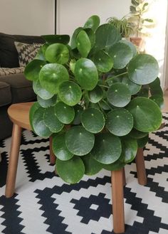 a large green plant sitting on top of a wooden table in front of a couch