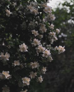 white flowers blooming on the branches of trees