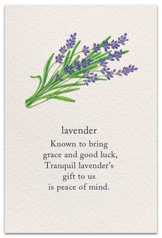 a card with lavenders and the words lavender known to bring grace and good luck, tranquil lavender's gift to us is peace of mind