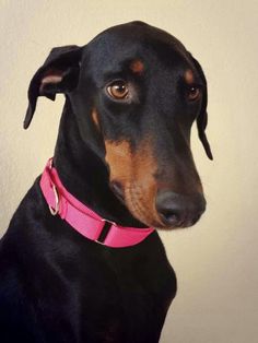 a black and brown dog with a pink collar sitting in front of a white wall