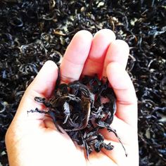 a hand holding a small black insect in it's palm