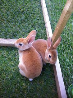 two brown rabbits sitting in the grass next to a wooden pole and fenced in area