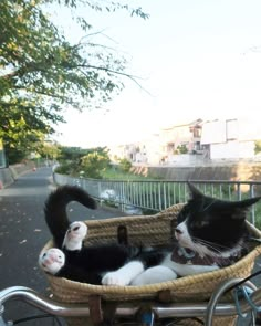 two black and white cats laying in a basket on a bicycle's handlebars