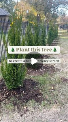 there is a sign that says plant this tree to create a natt privacy screen