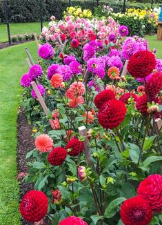 many different colored flowers in a garden