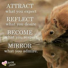 a squirrel drinking water from a pond with the caption, attract what you expect reflect what you desired become what you respect mirror what you admire