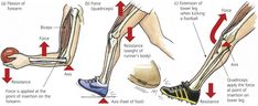 an illustration showing the different types of foot and ankle bones, including tendor flexors