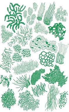 an image of seaweed and corals drawn in green ink