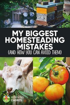 the cover of my biggest homeseading mistakes and how you can avoid them