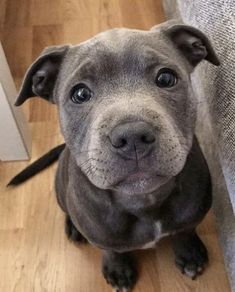 a gray dog sitting on top of a wooden floor next to a white door way