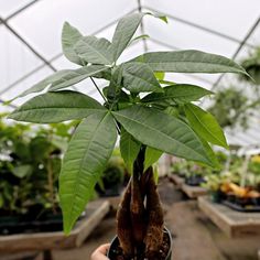 Money tree close up Money Tree Plant, Pachira Aquatica, Tree Braids, Indoor Trees, Tropical Tree, Plant Images, Money Trees, Buy Plants, Plant Nursery