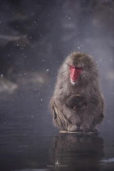 a monkey sitting on top of a body of water