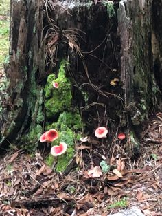 mushrooms growing out of the bark of a tree stump in the middle of a forest