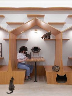 a woman sitting at a table with two cats on the shelves and one cat standing in front of her