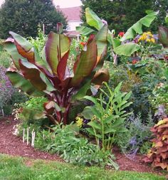 a garden filled with lots of different types of plants