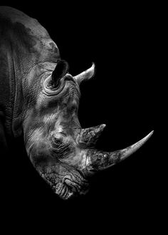 a black and white photo of a rhino in the dark