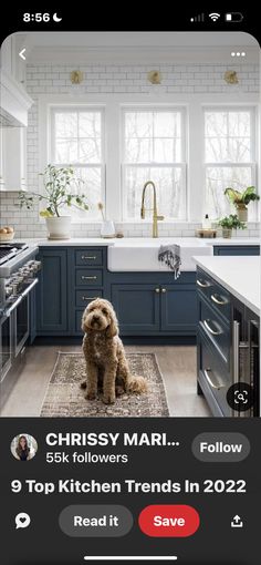 a dog sitting in the middle of a kitchen next to a sink and stove top