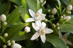 white flowers with green leaves in the background