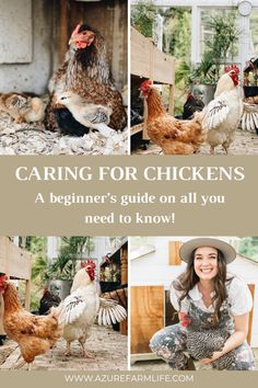 a woman kneeling down in front of chickens with the words caring for chickens a beginner's guide on all you need to know