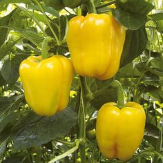 three yellow peppers growing on a plant with green leaves