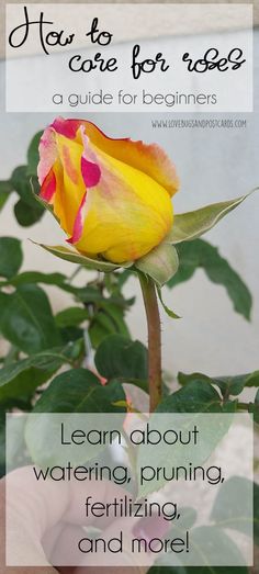 a pink and yellow rose with the words how to care for roses, a guide for beginners