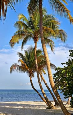 palm trees on the beach with blue water in the background