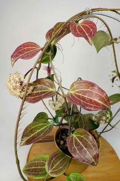 a potted plant with red and green leaves