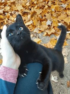 a person holding a black cat up to their face with leaves on the ground in the background