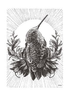 an ink drawing of a hummingbird sitting on top of a plant with sunbeams