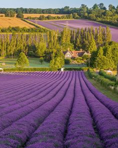 a large field full of purple flowers in front of a farm and trees with the sun shining on them