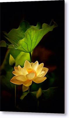 two yellow lotuses with green leaves in the back ground and on top of each other