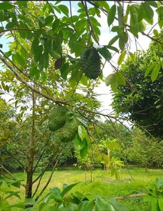 a lush green forest filled with lots of trees and bushes next to a small field