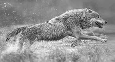 a wolf running through the water with its mouth open