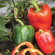 three peppers and two bell peppers on the vine