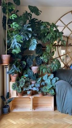 a living room filled with lots of potted plants