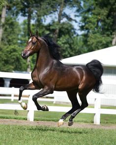 a brown horse is galloping on the grass near a white fence and some trees