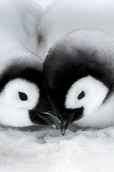 two baby penguins are huddled together in the snow, with their eyes open and one is looking at the camera