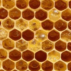 close up view of honey cells in the beehive