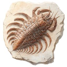 a scorpion on a rock is shown in this image