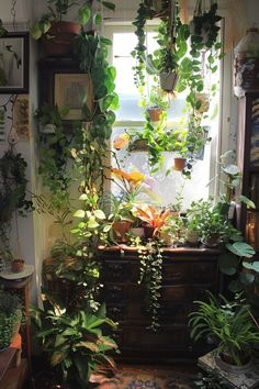 a room filled with lots of green plants and potted plants on the windowsill