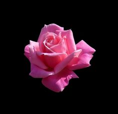 a pink rose is shown against a black background