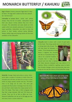 the monarch butterfly / kahunu life cycle is shown in this brochure