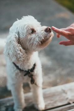 7 Cute and Snuggly Teacup Dog Breeds