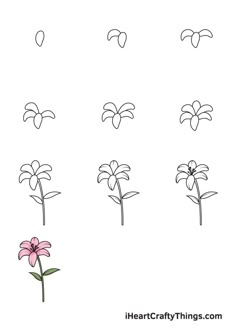 four different types of flowers are shown in the same drawing style, each with one single flower