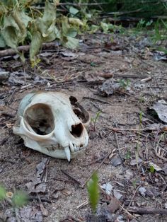 an animal skull is laying on the ground